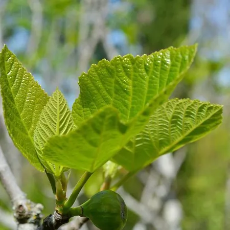 Au Domaine Terre De Chenes Saint-Paul-de-Baise